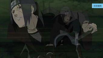 抽鼬视频,趣味横生的动物世界一瞥