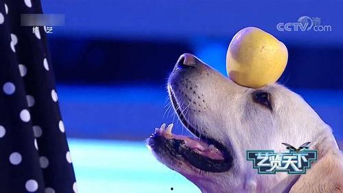 小狗视频表演,小狗视频表演集锦