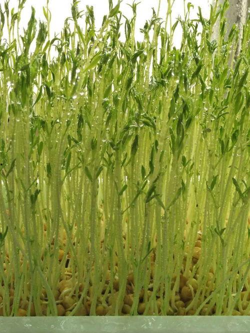 纸上种菜技术视频,轻松实现家庭绿色蔬菜自给自足