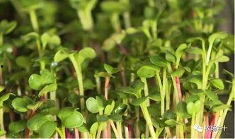 纸上种菜技术视频,轻松实现家庭绿色蔬菜自给自足