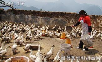池塘养鸭视频,生态养殖新视角