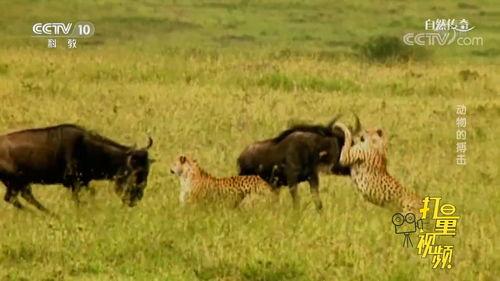 动物捕猎视频,揭秘动物捕猎的生存智慧