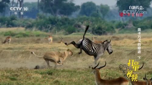 动物捕猎视频,揭秘动物捕猎的生存智慧