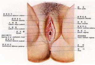 真人女性外生殖视频,真实外生殖视频解析