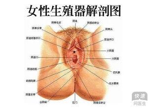 真人女性外生殖视频,真实外生殖视频解析