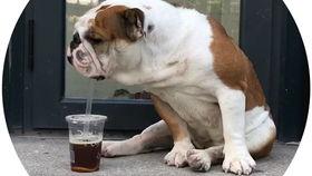 英国斗牛犬视频