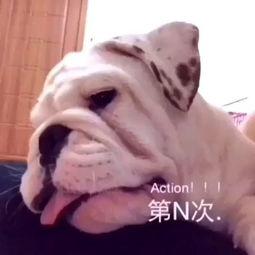 英国斗牛犬视频