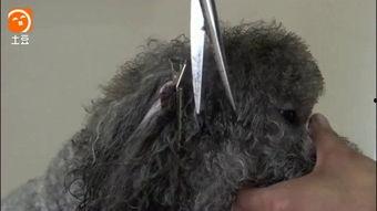 泰迪耳朵修剪视频教程,轻松掌握宠物美容技巧