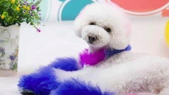 泰迪耳朵修剪视频教程,轻松掌握宠物美容技巧