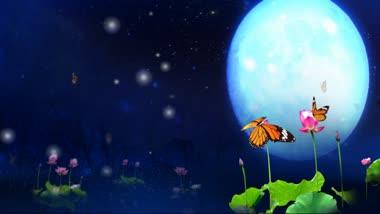 月之花语的分解视频,揭秘神秘花语背后的浪漫故事