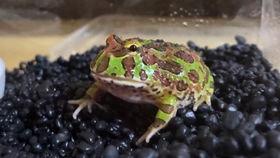 角蛙开箱视频,探索神秘生物的奇妙世界