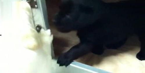 小狗狗生宝宝视频,小狗狗温馨产子全过程