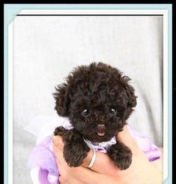 小狗狗生宝宝视频,小狗狗温馨产子全过程