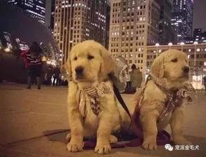 小狗狗生宝宝视频,小狗狗温馨产子全过程