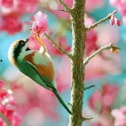 鸟语花香视频,探寻自然和谐之美