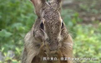 养殖野兔视频,从视频看养殖技巧与心得