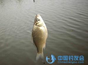 鱼在水底咬钩视频,揭秘鱼儿咬钩瞬间